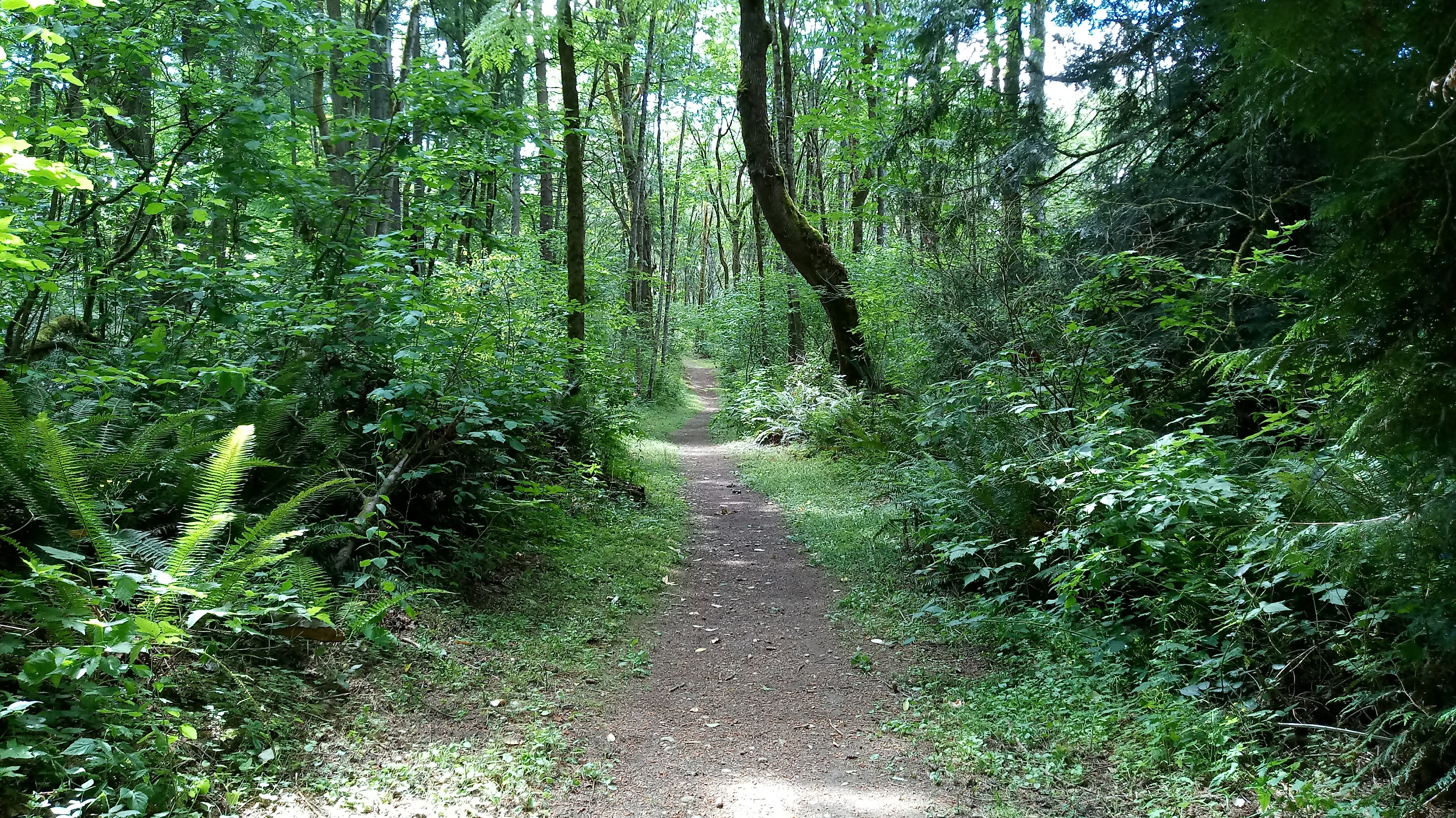 ../images/trails/highlands//02 Trail in the woods between 140th Ave SE and SE 87th Pl.jpg